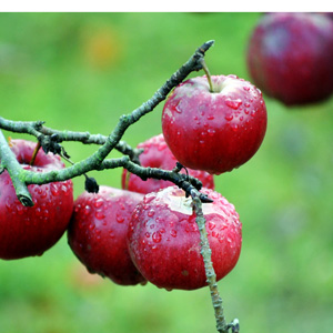 Obstbaum